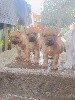  - Plus de chiots disponibles 