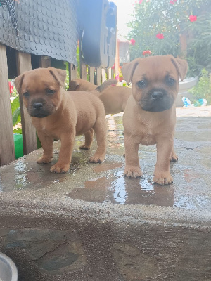 CHIOT 4